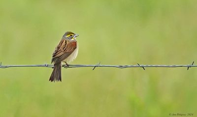 Dickcissel