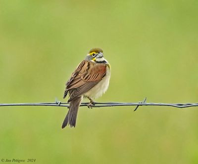 Dickcissel