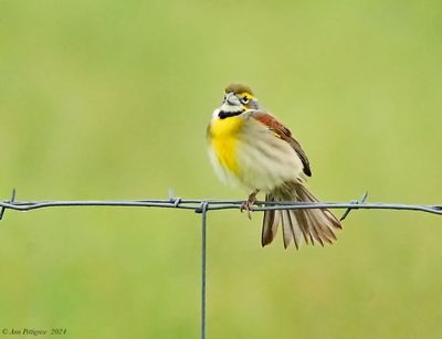 Dickcissel