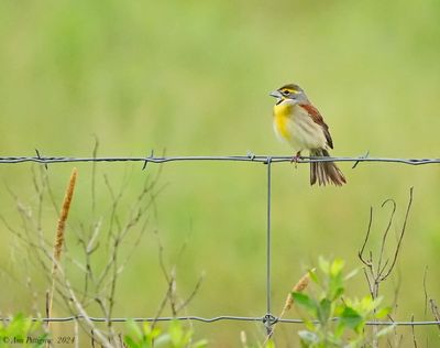 Dickcissel