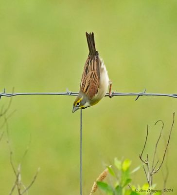 Dickcissel