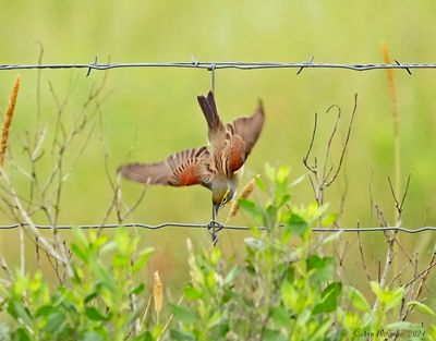 Dickcissel