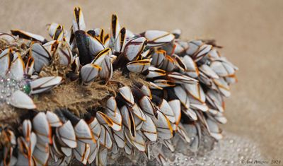 Gooseneck Barnacles