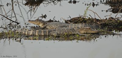 American Alligator