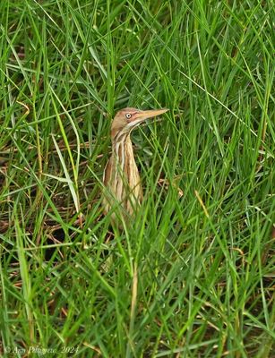 Least Bittern