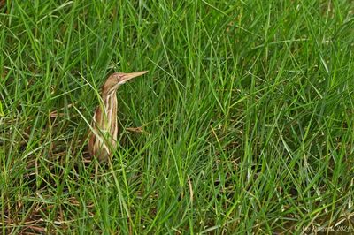 Least Bittern