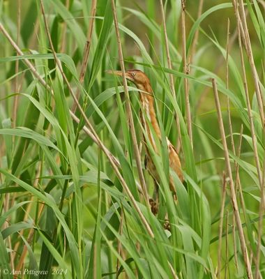 Least Bittern