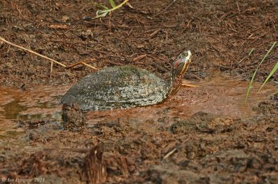 Red-eared Slider