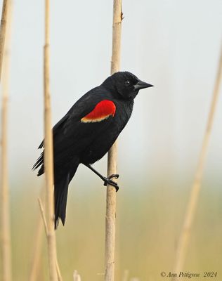 Red-winged Blackbird
