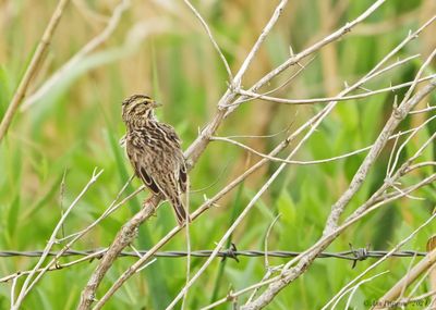 Savannah Sparrow