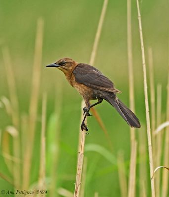 Boat-tailed Grackle - female