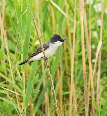 Eastern Kingbird