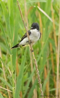 Eastern Kingbird