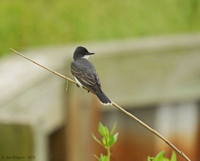 Eastern Kingbird