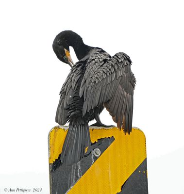 Neotropic Cormorant