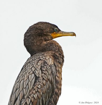 Neotropic Cormorant