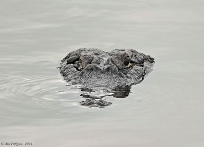 One-Eyed Gator