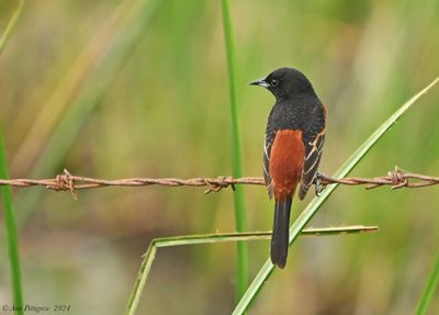 Orchard Oriole - male