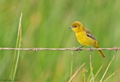 Orchard Oriole - female