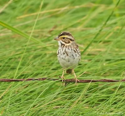 Savannah Sparrow