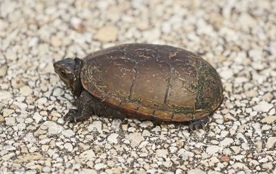 Eastern Mud Turtle