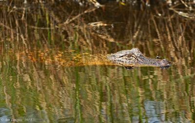 American Alligator