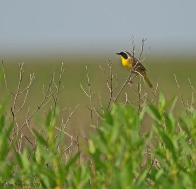 Common Yellowthroat 