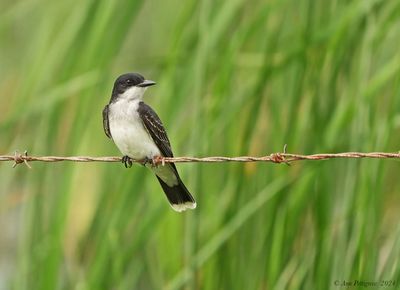 Eastern Kingbird