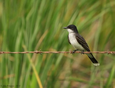 Eastern Kingbird