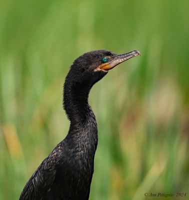 Neotropic Cormorant
