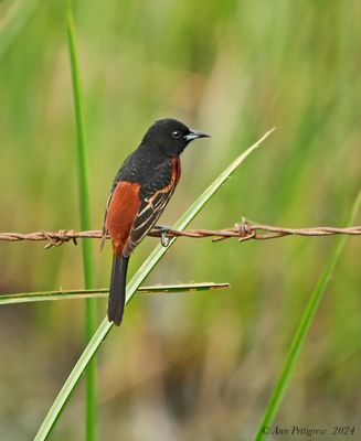 Orchard Oriole