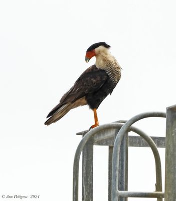 Crested Caracara