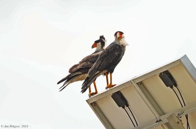 Crested Caracara Pair