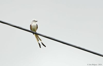 Scissor-tailed Flycatcher