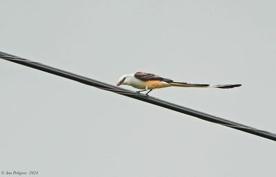 Scissor-tailed Flycatcher