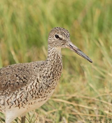 Willet