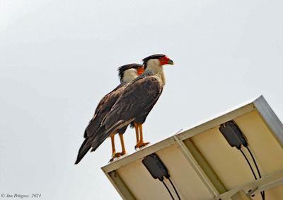 Crested Caracaras