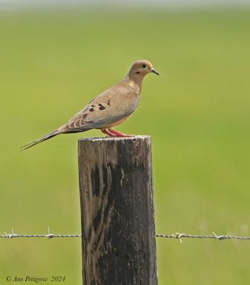 Doves & Pigeons
