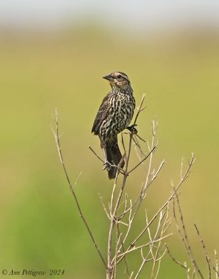 Red-winged Blackbird