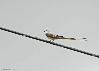 Scissor-tailed Flycatcher