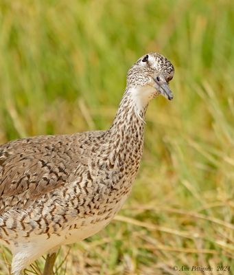 Willet