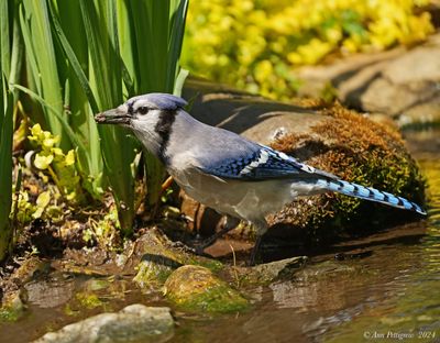 Blue Jay