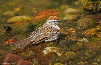 Chipping Sparrow
