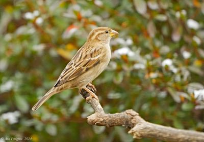 House Sparrow