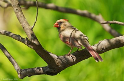 Northern Cardinal