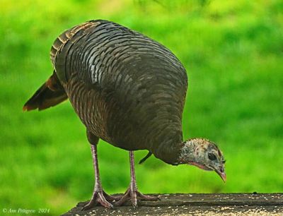Wild Turkey