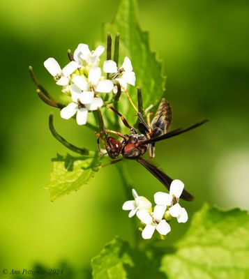 Polistes sp.