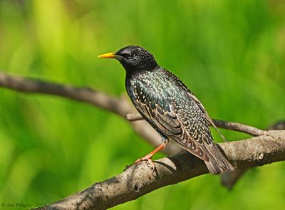 European Starling