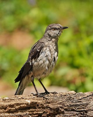 Northern Mockingbird