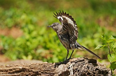Northern Mockingbird